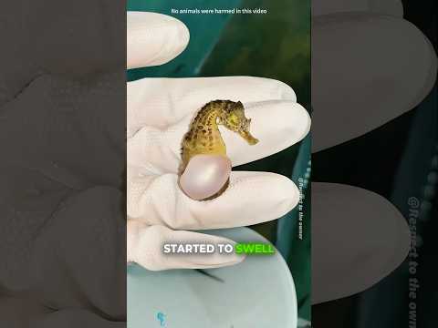 He Saved a Dying Seahorse... Then Something Magical Happened!#shorts