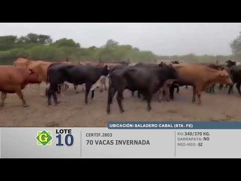 Lote 70 Vacas en Saladero Cabal (S.Fé)