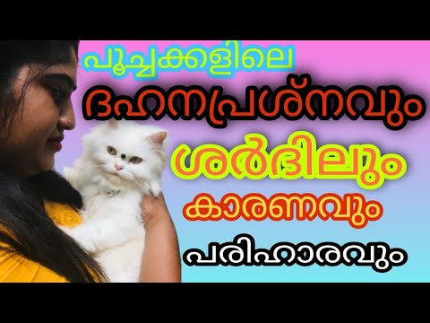 Digestion problems in cats.! Persian cat vomiting.! Persiancat malayalam.!