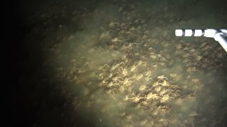 CRAZY SWARM OF CRABS FOUND IN THE DEEP SEA