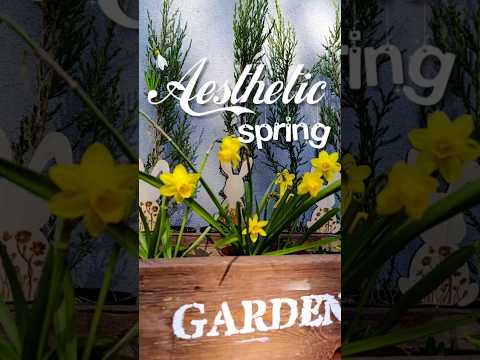 фото туя западная danica (даника) 0