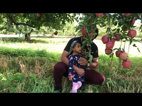 Apple’s Picking || Nazmul Hasan || New York Voice2