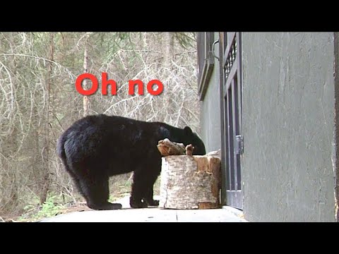 "Adventures at the Cabin: A Curious Bear and the Quest for Firewood"