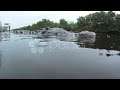 Crocodile Underwater Stock Footage