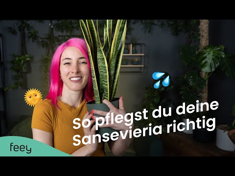 Sansevieria (Schwiegermutterzunge) richtig pflegen – der komplette Guide 🌱 | feey Pflanzenlexikon