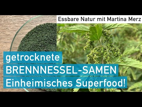 Getrocknete Brennnessel-Samen – einheimisches, aphrodisaisches Superfood