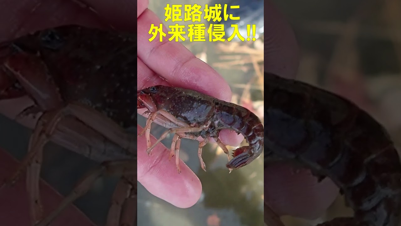 姫路城に外来種侵入！危険です。Invasive Alian Species！Himeji Castle, JAPAN≫ 加藤英明【公式】かとチャン