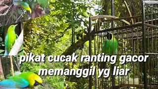 Download lagu suara asli pikat cucak ranting gacor cocok untuk masteran juga mikat di jamin datang langsung turun mp3