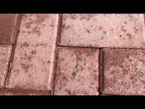 Ants Distracted by a Snack in North Brunswick, NJ