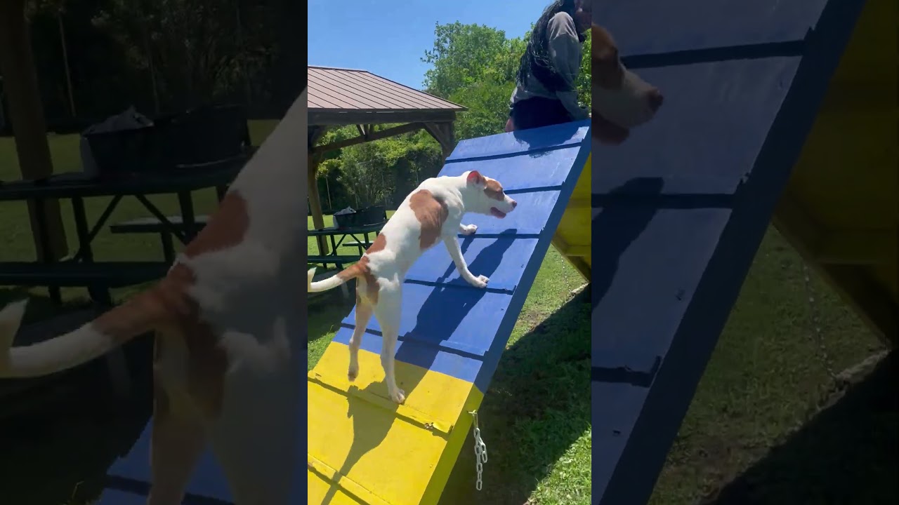 Enlarge RYAN, an adopted mixed breed in Jefferson, LA video 6/6