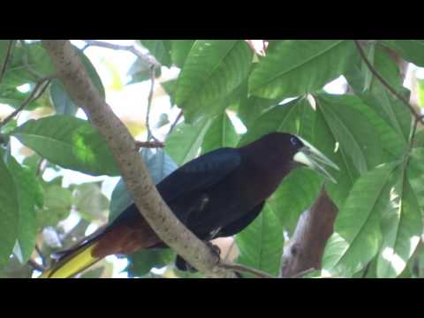 Psarocolius wagleri - Chestnut-headed singing Oropendola 03