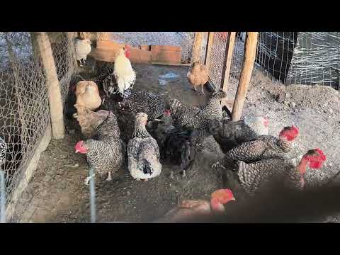 Păsările + multe noutăți + am adus 🐑 acasă !