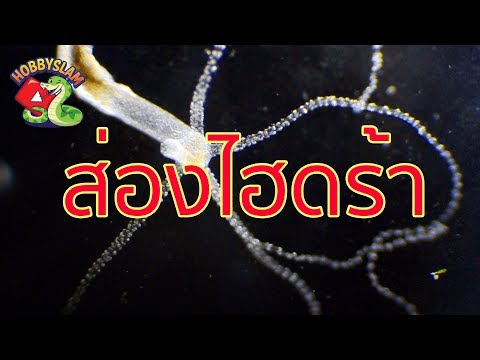 คลิกเพื่อดูคลิปวิดีโอ