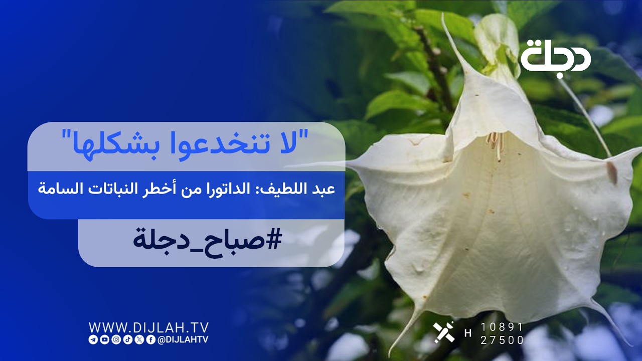 فيديو | "لا تنخدعوا بشكلها".. عبد اللطيف: الداتورا من أخطر النباتات السامة وقد تسبب الإغماء المؤقت ثم الوفاة