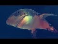 Man Eating Tiger Shark Depth Ep1