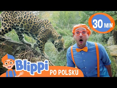 Blippi w ZOO: Poznajmy Dzikie Zwierzęta 🦁 | Bajki i piosenki dla dzieci po polsku | Moonbug Kids