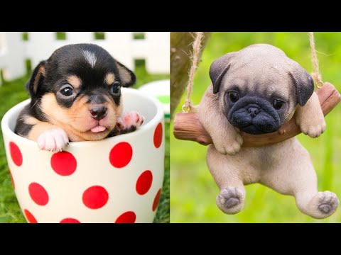 Baby Cats - Cute and Funny Cat Videos Compilation #8 | Aww Animals