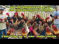 BEST STARTING SA FARM DARAG NATIVE CHICKEN ANG PINAKAMASARAP NA MANOK MARAMI NAGHAHANAP NITO