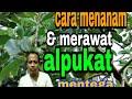 Populer cara menanam alpukat, paling heboh!