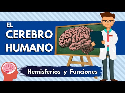 el CEREBRO para Niños | ¿Cómo aprende nuestro cerebro? | Videos Educativos Para Niños