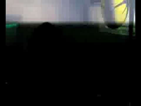 Cristian varela sala chaman