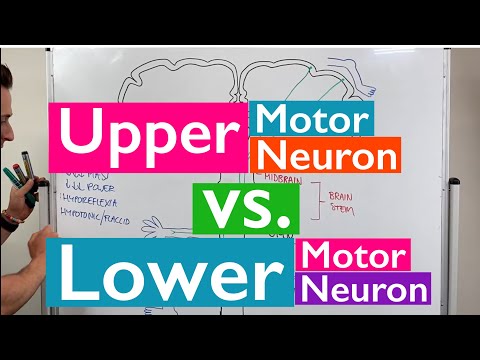 Rückenmarksverletzung, Motoneuronen und Reflexe