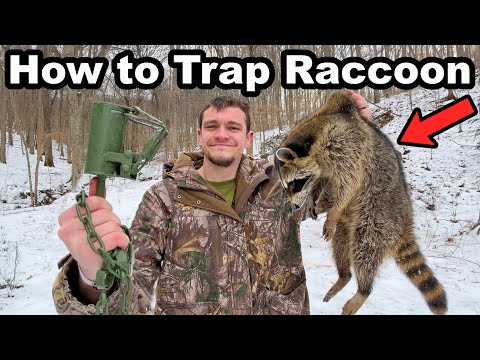 How To Trap Raccoons For Beginners!