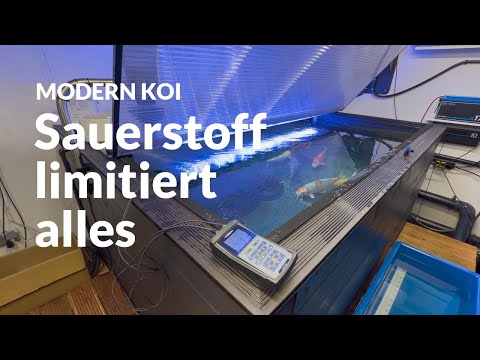 A water analysis in Patrick's indoor pond | Modern Koi Blog #7871