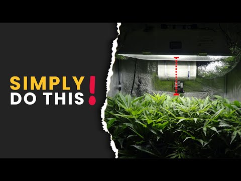 What's the 'IDEAL LIGHT STRENGTH' & DISTANCE from PLANTS?