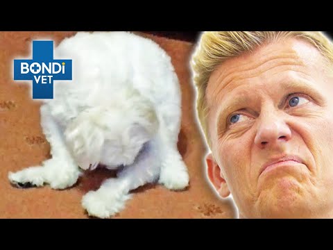 Puppy Addicted to Licking His Private Parts! 🤢 | Vet on the Hill Clips | Bondi Vet