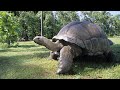 The Biggest Tortoise In A Village Pond
