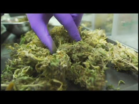 The Office of Marijuana Policy listens to public about new rules