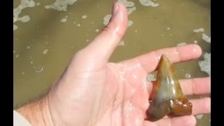 Finding a carzy sick mako shark tooth and busted megalodons 3 29 17