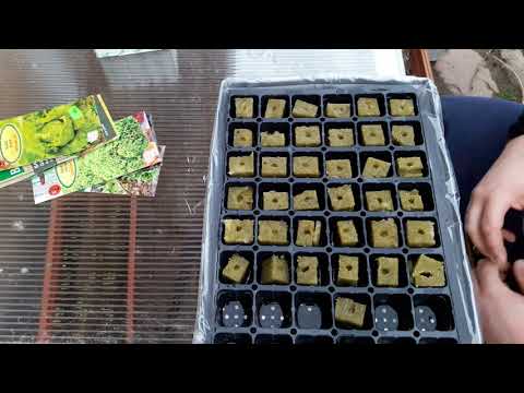 , title : 'Uprawa sałaty w hydroponice #2 Przygotowanie rozsady'