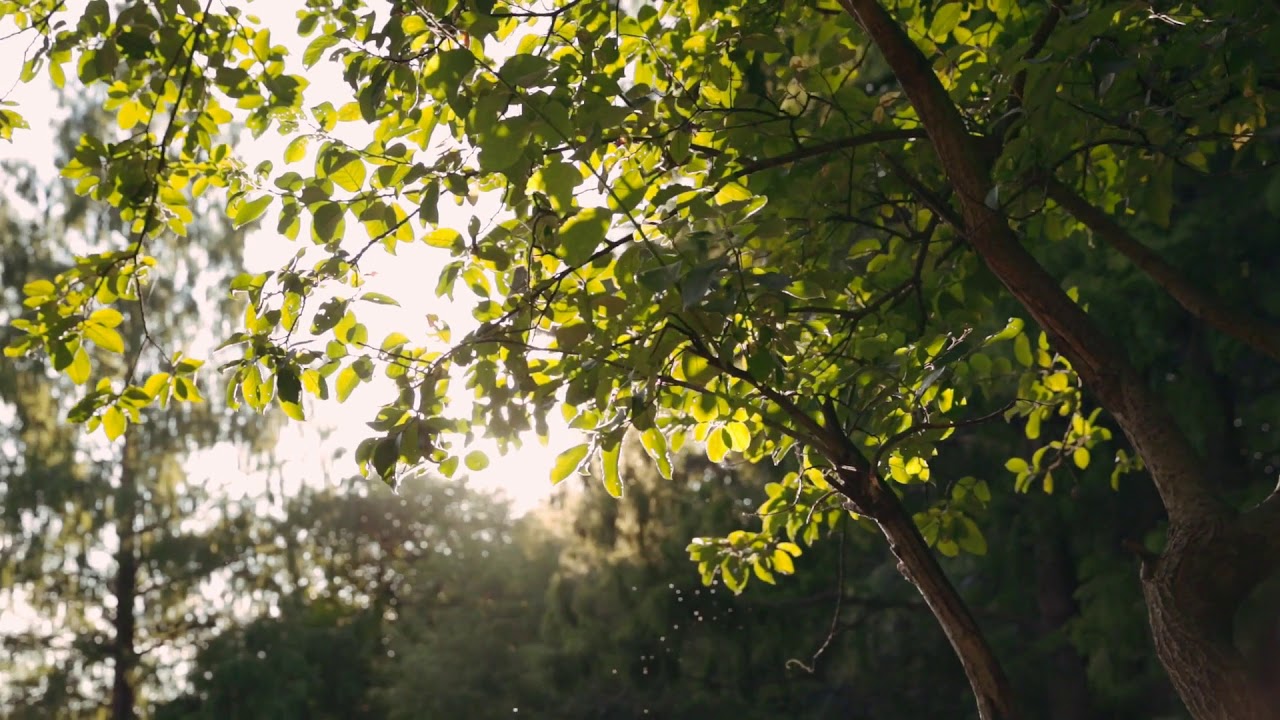 videoblocks sunset in the forest beautiful green trees with shimmering sun rays shining through leav