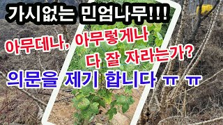 가시없는 민엄나무! 아무데나, 아무렇게나 쉽게 잘 자라는가? 의문을 제기합니다.(민엄나무 재배, 민엄나무 동…