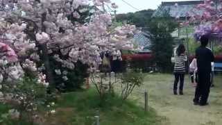 preview picture of video '新家長福寺の八重桜と藤棚／奈良県広陵町'