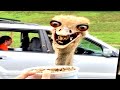 If You Don T Laugh You Win