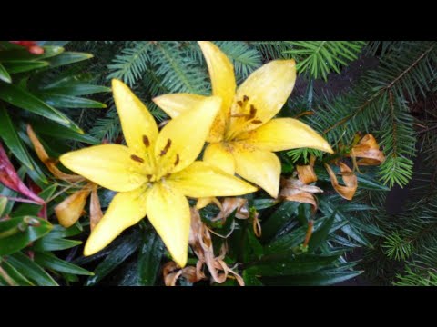 Sixteen Strings Quartet Concert