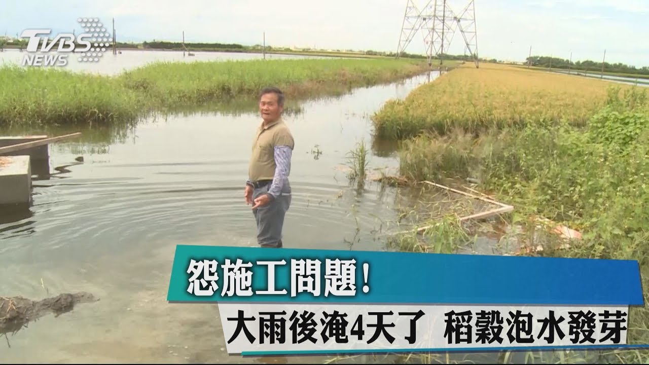 怨施工問題!大雨後淹4天了 稻穀泡水發芽