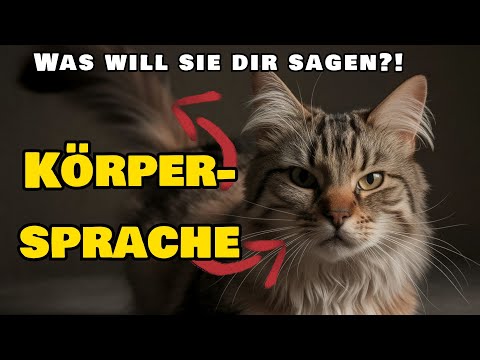 Erkennst du die GEHEIMEN SIGNALE deiner Katze?  Körpersprache & Miauen entschlüsselt!