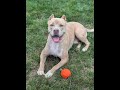 Adopt Barney At Best Friend Dog And Animal Adoption Inc Oct 17 2024