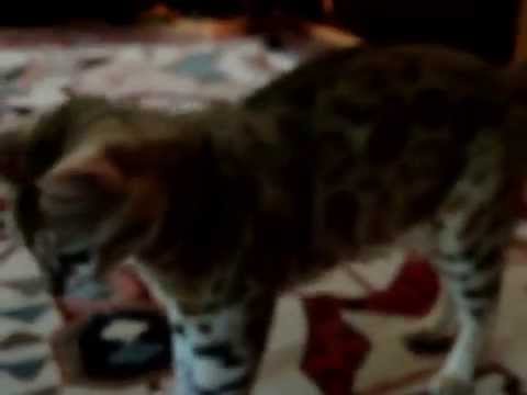 This is AKerrs Ima Miracle