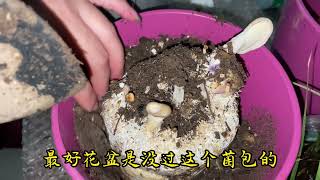 Download the video "分别用2种不同的方法在家种植蘑菇，方法简单轻松长出有机蘑菇"