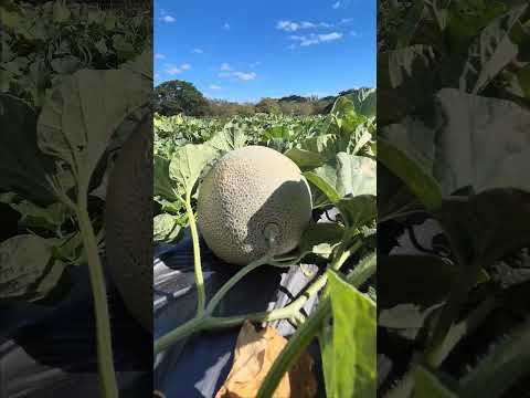 Producción de Melón, El Jicaral, León #tecnologíaagrícola #frutas