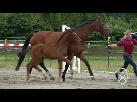 HEI060 Hengstfohlen von Unikato   Nekton   Lascadell