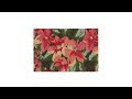 Paillasson coco fleurs Vert - Rose foncé - Rouge - Fibres naturelles - Matière plastique - 60 x 2 x 40 cm