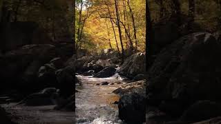 Descansar a Mente #shorts