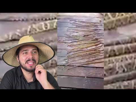 36 Jararacas in just one day, at Pé do Eito