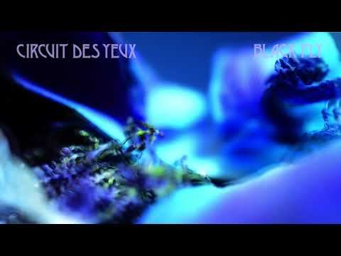 Circuit des Yeux Black Fly (Official Song)